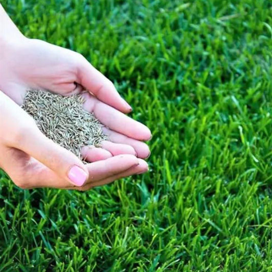 Grass Seeds (Pack Of 100 seeds)