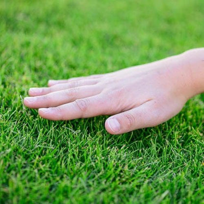 Grass Seeds (Pack Of 100 seeds)